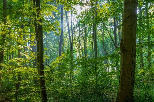 Wisconsin Forest